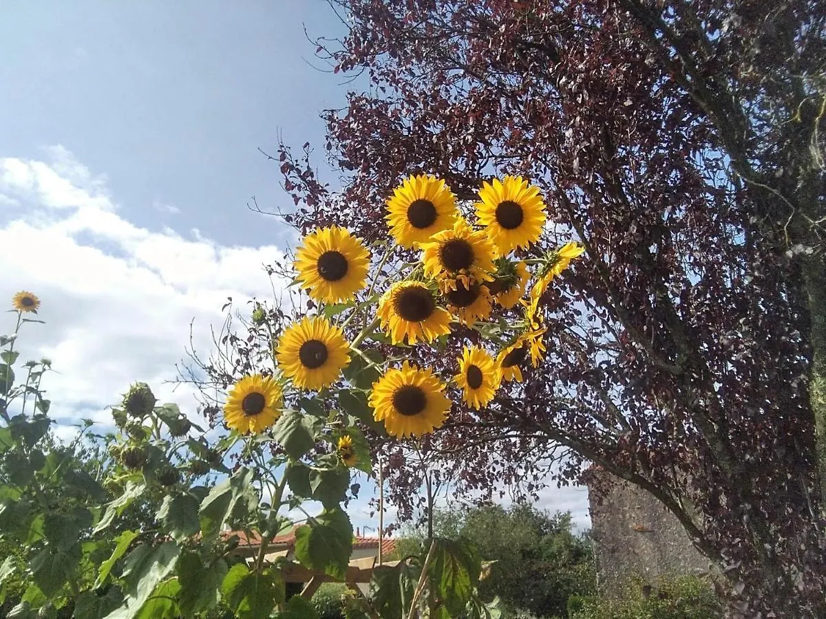 Les Tournesols Bed & Breakfast La Bernardiere